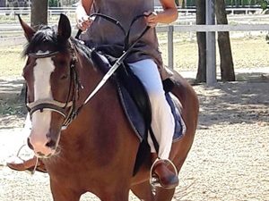 Joy at Sinj hippodrome
